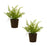 Melrose Varigated Fern Bush/Rooted Base, Set of 2, Green/Brown - 85688DS