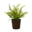 Melrose Varigated Fern Bush/Rooted Base, Set of 2, Green/Brown