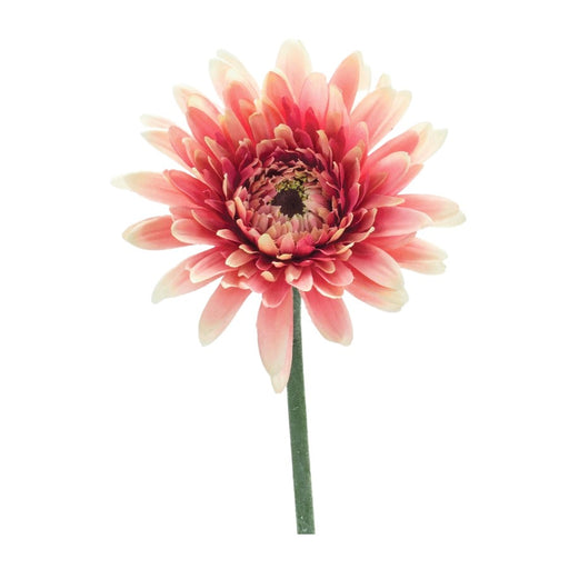 Melrose International Gerbera Daisy Floral Stem, Set of 6, Pink/Green - 85692DS