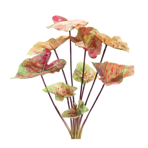 Melrose Varigated Caladium Foliage Bush, Set of 6, Pink/Green - 85805DS