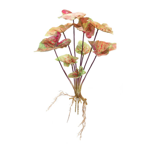 Melrose Varigated Caladium Foliage Bush, Set of 6, Pink/Green