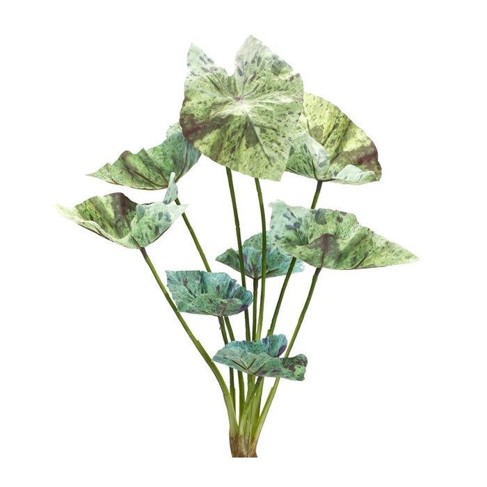 Melrose International Varigated Caladium Foliage Bush, Set of 6, Green