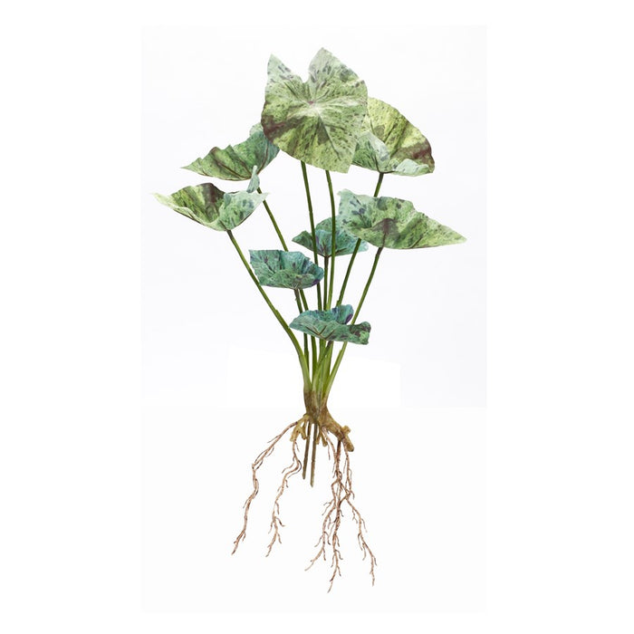 Melrose International Varigated Caladium Foliage Bush, Set of 6, Green