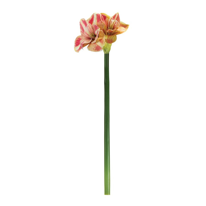 Melrose Amaryllis Flower Stem, Set of 2, Green/Yellow/Pink