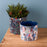Melrose Berry/Pine Tree Holiday Planter, Set of 4, Blue/White