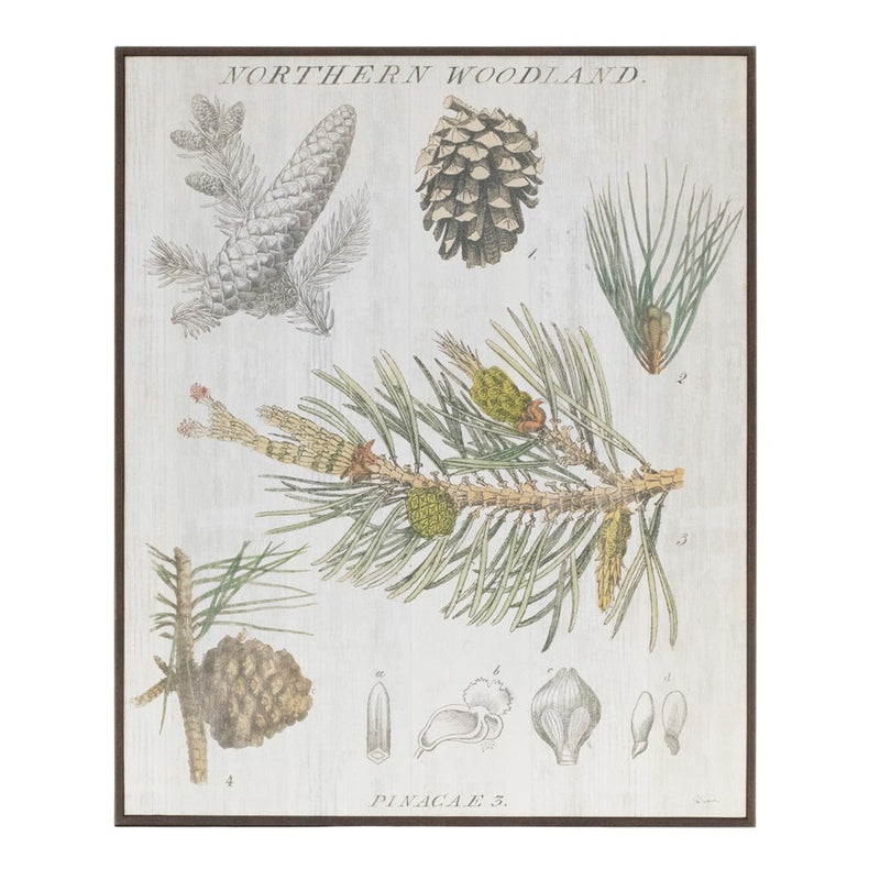 Melrose Framed Pine Encyclopedia Print 15.5"H, Green/White - 90484DS