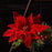 Melrose International Glittered Red Poinsettia Flower Stem, Set of 2