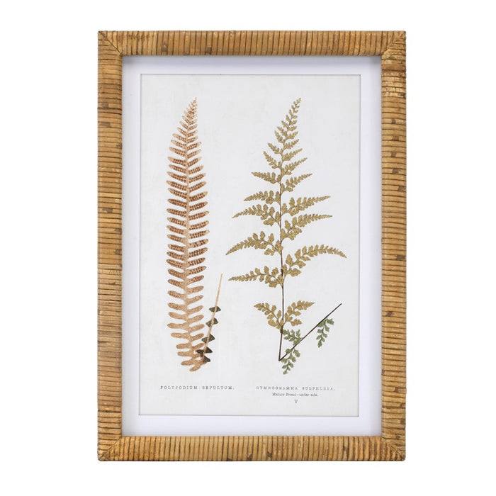 Melrose International Wood Framed Fern Print, Set of 4, Brown/White