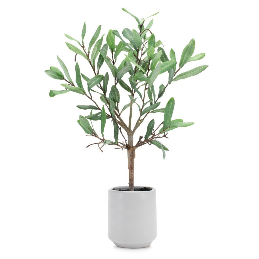 Melrose Potted Olive Leaf Topiary 17.5"H, Green/Brown - 92659DS