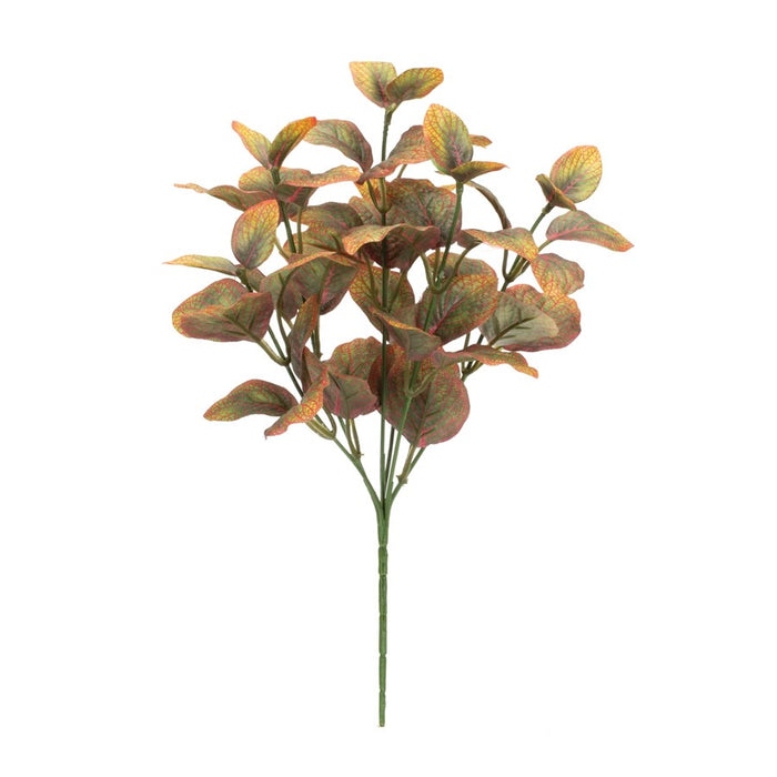 Melrose International Variegated Foliage Plant, Set of 6, Yellow/Red