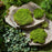 Melrose Faux Moss Pad (Set of 3), Green