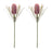 Melrose Protea Floral Stem (Set of 2), Red/Green