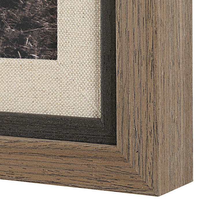 Uttermost King Of The Hill Framed Bovine Print