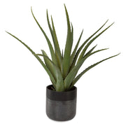 Uttermost Tucson Aloe Planter - 60204