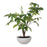 Uttermost Pachira Money Tree, Lush Green