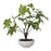 Uttermost Pachira Money Tree, Lush Green