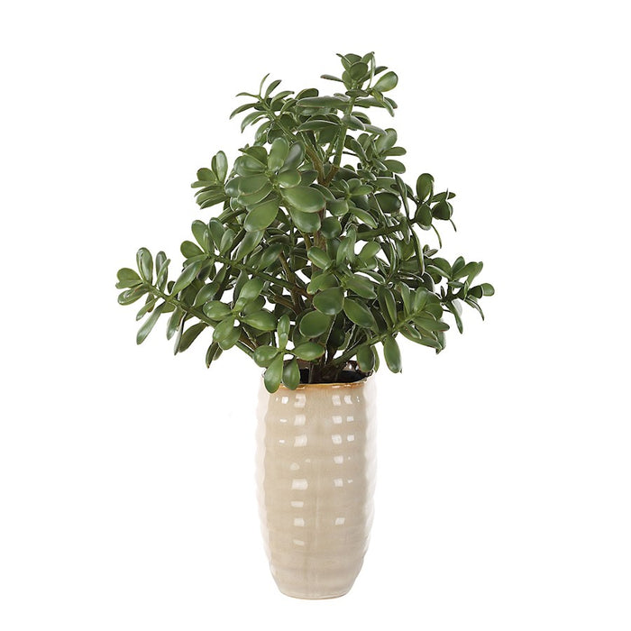 Uttermost Crassula Jade Accent Plant, Tan