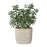 Uttermost Crassula Jade Accent Plant, Tan