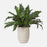 Uttermost Verdure Fern In Glazed Pot, Tan - 60229