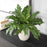 Uttermost Verdure Fern In Glazed Pot, Tan