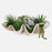 Uttermost Seaside Breeze Succulents, Natural - 60233