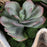 Uttermost Seaside Breeze Succulents, Natural