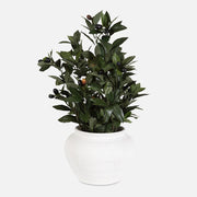Uttermost Elena Olive Centerpiece, White - 60236