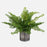 Uttermost Maidenhair Fern In Oxidized Container, Metal/Gold - 60237
