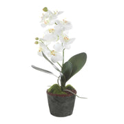 Uttermost Laris Orchid Drop-In | White Moth Orchid Stem with Moss & Permanent Soil | Planter Insert for Indoor Pots | 9 x 9 x 14.75 in | Model 60280