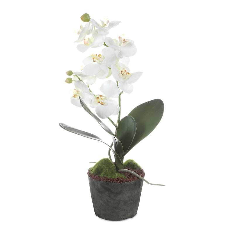 Uttermost Laris Orchid Drop-In | White Moth Orchid Stem with Moss & Permanent Soil | Planter Insert for Indoor Pots | 9 x 9 x 14.75 in | Model 60280