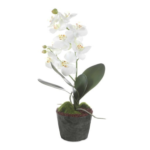 Uttermost Laris Orchid Drop-In | White Moth Orchid Stem with Moss & Permanent Soil | Planter Insert for Indoor Pots | 9 x 9 x 14.75 in | Model 60280