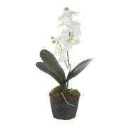 Uttermost Laris Orchid Drop-In | White Moth Orchid Stem with Moss & Permanent Soil | Planter Insert for Indoor Pots | 9 x 9 x 14.75 in | Model 60280