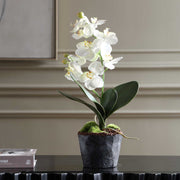 Uttermost Laris Orchid Drop-In | White Moth Orchid Stem with Moss & Permanent Soil | Planter Insert for Indoor Pots | 9 x 9 x 14.75 in | Model 60280