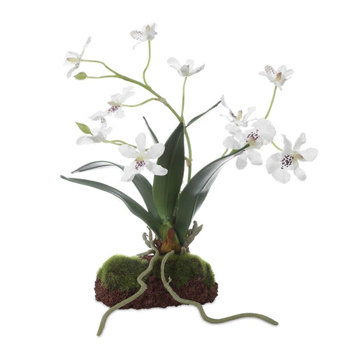 Uttermost Clovis Orchid Drop-In | Lifelike White Dancing Orchid with Soil and Moss | Shelf & Table Decor | 10.25 x 6.25 x 11 in | Model 60281
