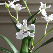 Uttermost Clovis Orchid Drop-In | Lifelike White Dancing Orchid with Soil and Moss | Shelf & Table Decor | 10.25 x 6.25 x 11 in | Model 60281