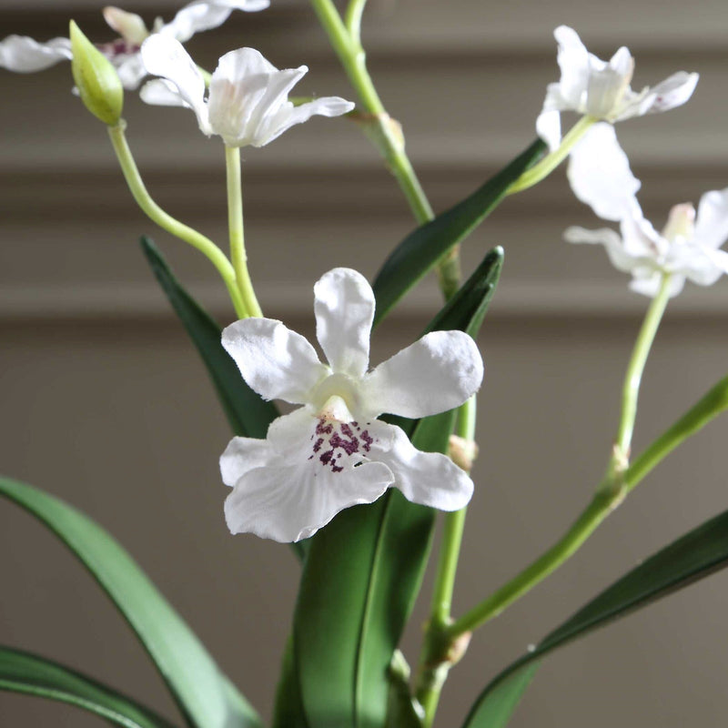 Uttermost Clovis Orchid Drop-In | Lifelike White Dancing Orchid with Soil and Moss | Shelf & Table Decor | 10.25 x 6.25 x 11 in | Model 60281