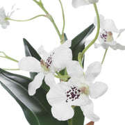 Uttermost Clovis Orchid Drop-In | Lifelike White Dancing Orchid with Soil and Moss | Shelf & Table Decor | 10.25 x 6.25 x 11 in | Model 60281