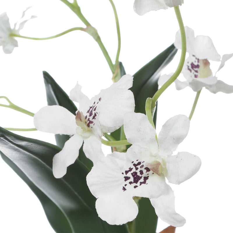 Uttermost Clovis Orchid Drop-In | Lifelike White Dancing Orchid with Soil and Moss | Shelf & Table Decor | 10.25 x 6.25 x 11 in | Model 60281