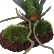 Uttermost Clovis Orchid Drop-In | Lifelike White Dancing Orchid with Soil and Moss | Shelf & Table Decor | 10.25 x 6.25 x 11 in | Model 60281