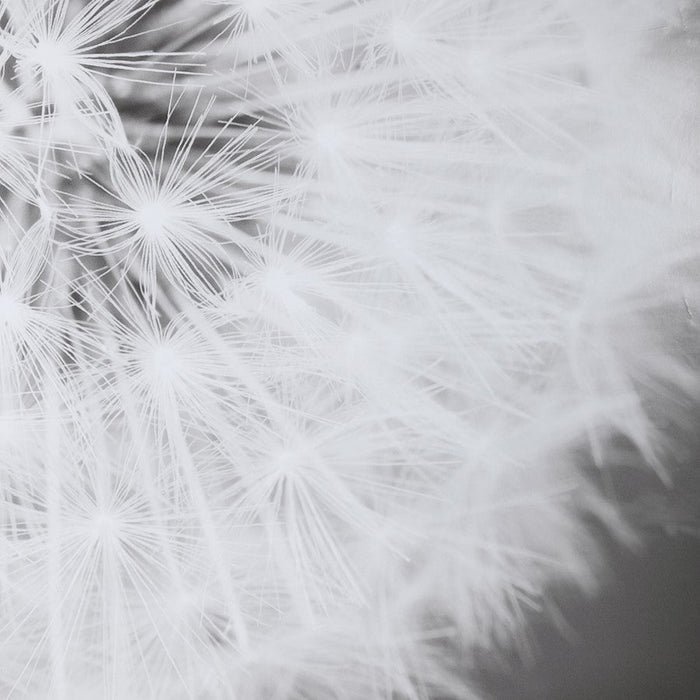 Uttermost Dandelion Seedhead Framed Print