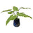 Uttermost Mari Calla Accent Plant - 60179