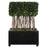 Uttermost Preserved Boxwood Rectangular Topiary - 60188