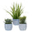 Uttermost Puebla Greenery in Blue/White Pots, Set of 3 - 60192