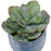 Uttermost Puebla Greenery In Blue/White Pots, Set Of 3