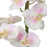 Uttermost Blush Pink/White Orchid